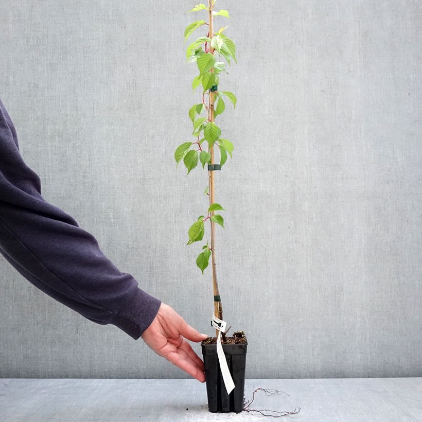 Prunus First Blush - Ornemental Cherry Tree 1L/1.5L pot sample as delivered in spring