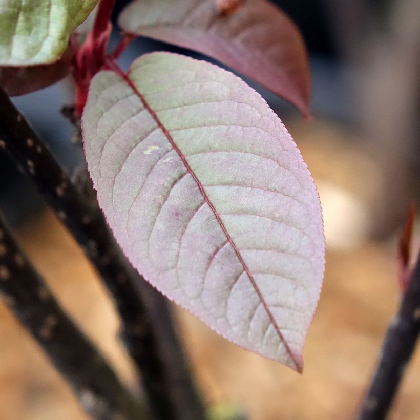 Prunus padus Colorata - Bird Cherry (Foliage)