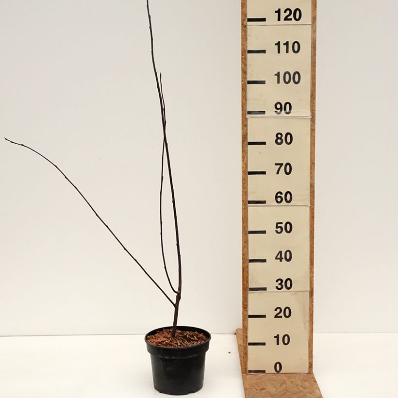 Prunus padus Colorata - Bird Cherry 4L/5L pot sample as delivered in autumn