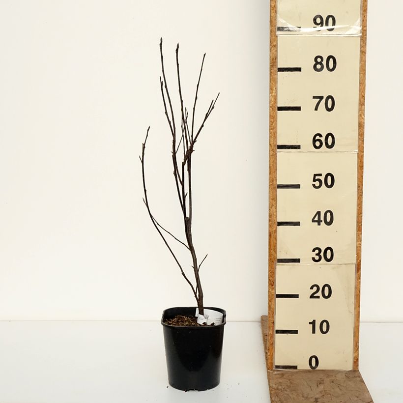 Prunus padus Colorata - Bird Cherry 4L/5L pot sample as delivered in winter