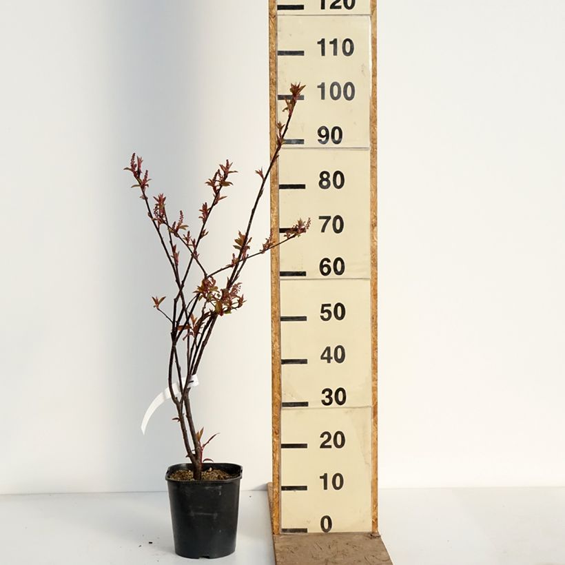 Prunus padus Colorata - Bird Cherry 4L/5L pot sample as delivered in spring