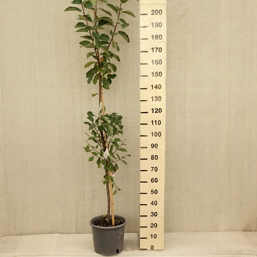 Prunus padus Le Thoureil 7.5L/10L pot sample as delivered in summer