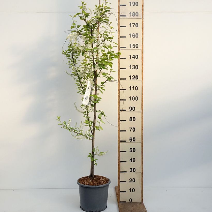 Prunus padus Le Thoureil 7.5L/10L pot sample as delivered in spring