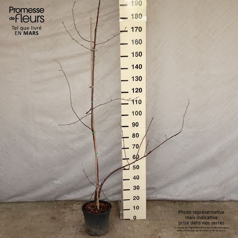 Prunus serrula Amber Scots - Tibetan Cherry 7.5L/10L pot, Sapling sample as delivered in spring