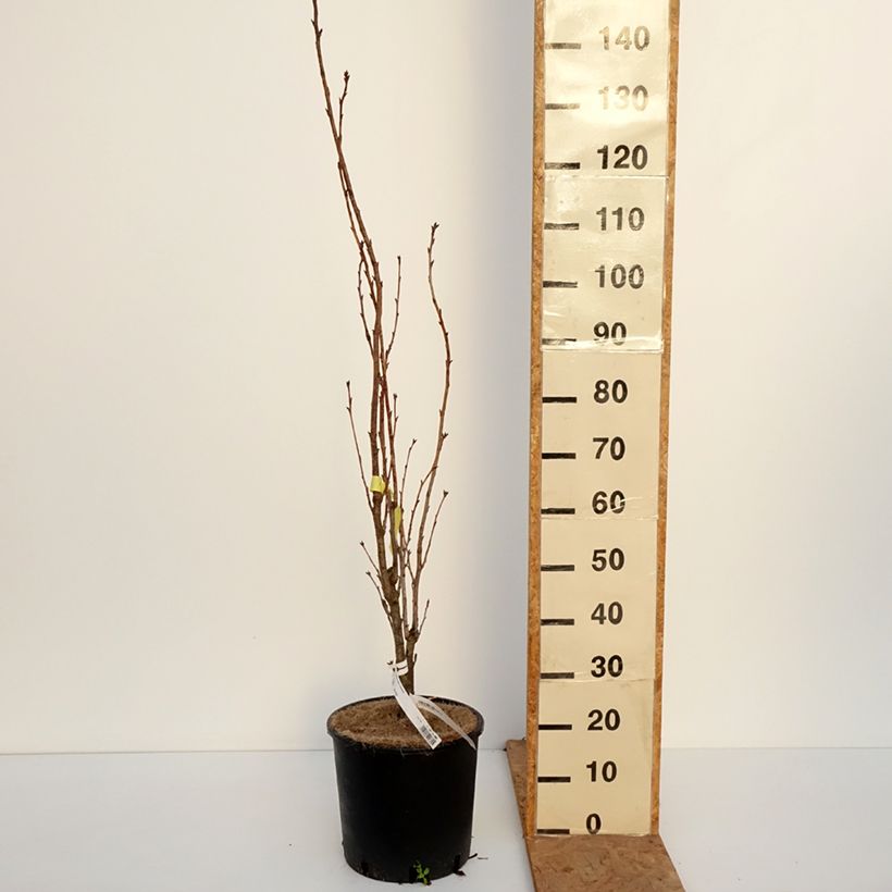 Prunus serrulata Amanogawa - Japanese Cherry 7.5L/10L pot sample as delivered in autumn