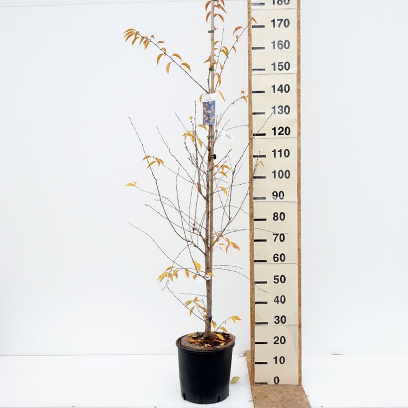 Prunus  The Bride 7.5L/10L pot, Standard sample as delivered in autumn