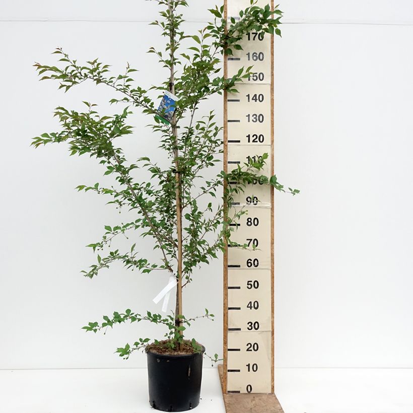 Prunus  The Bride 7.5L/10L pot, Standard sample as delivered in spring
