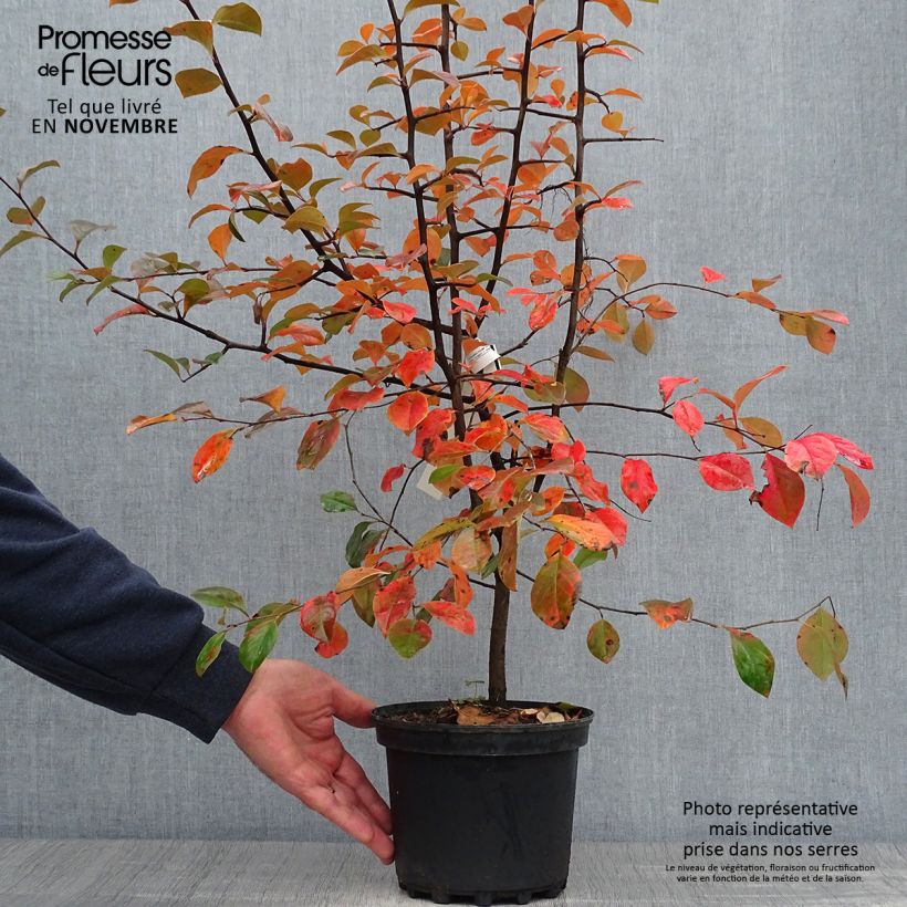 Pseudocydonia sinensis 3L/4L pot sample as delivered in autumn