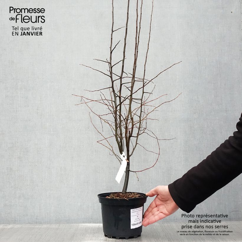 Pseudocydonia sinensis 3L/4L pot sample as delivered in winter