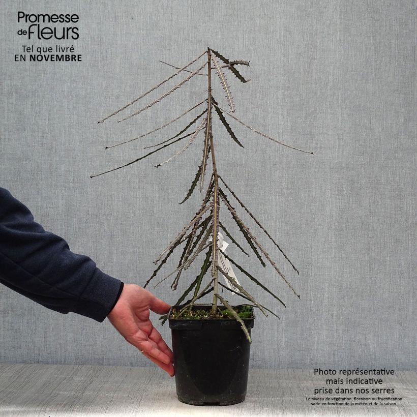 Pseudopanax ferox 2L/3L pot sample as delivered in autumn