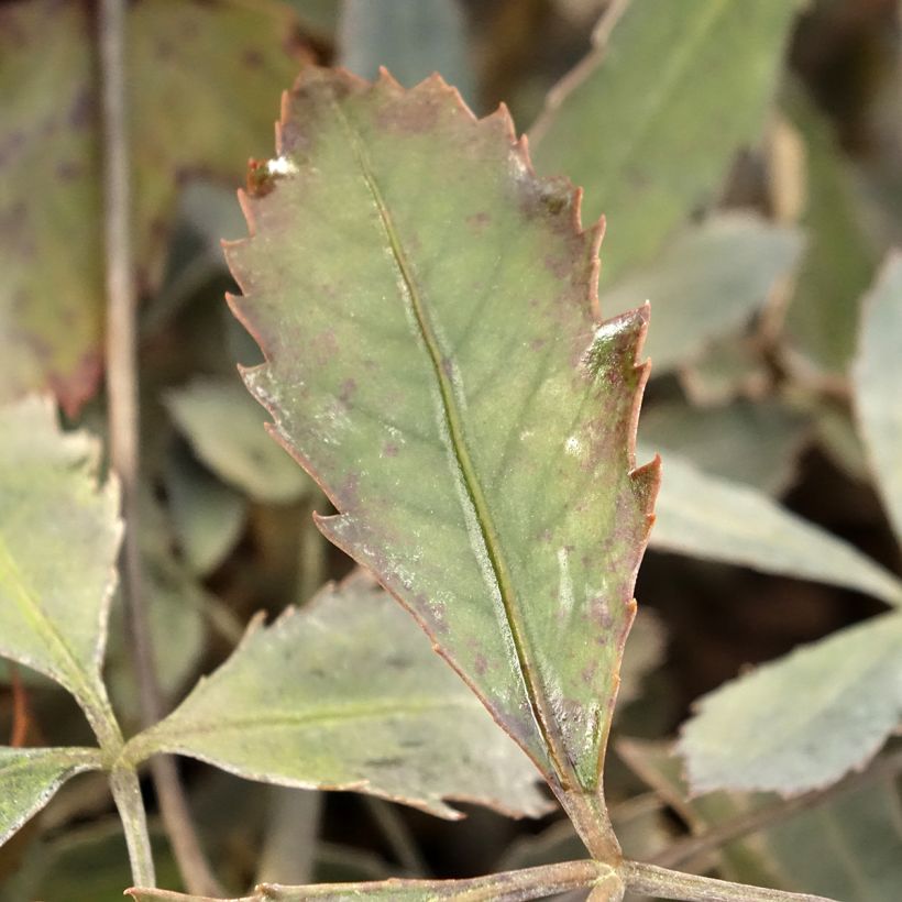Pseudopanax x lessonii Rangatira (Foliage)