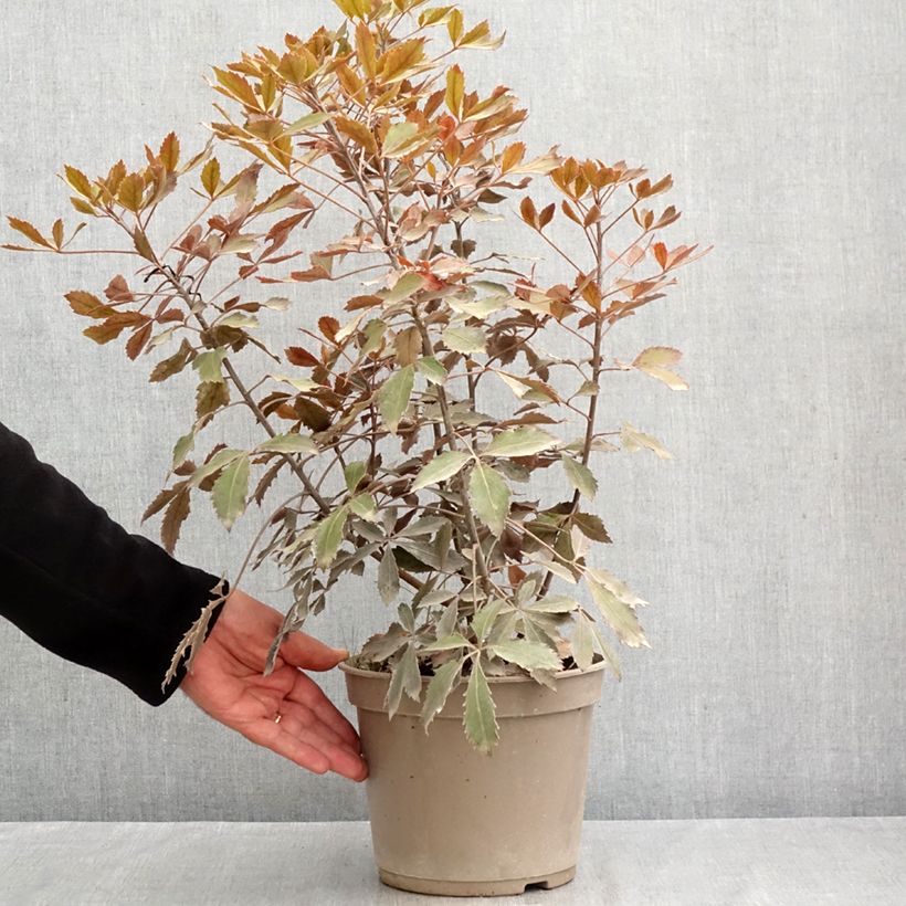 Pseudopanax x lessonii Rangatira 4L/5L pot sample as delivered in summer