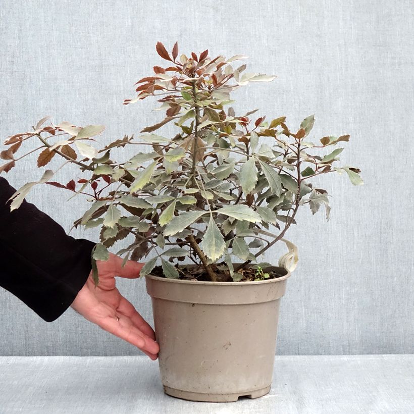 Pseudopanax x lessonii Rangatira 4L/5L pot sample as delivered in winter