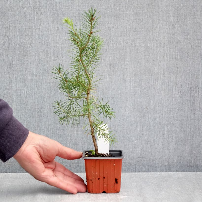 Pseudotsuga menziesii - Douglas Fir 8/9 cm pot sample as delivered in autumn