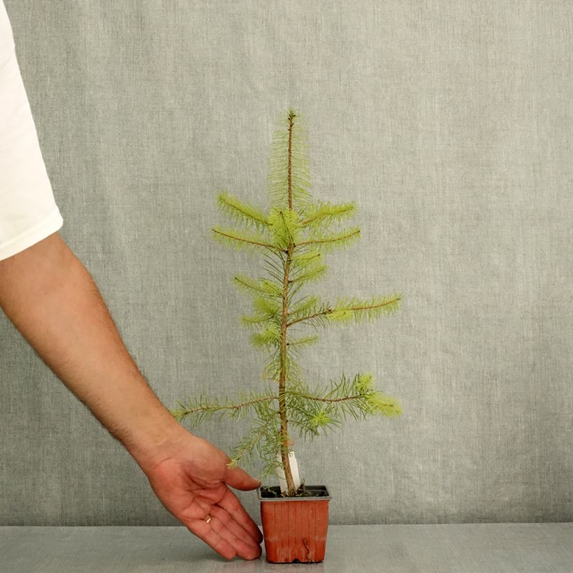 Pseudotsuga menziesii - Douglas Fir 8/9 cm pot sample as delivered in summer