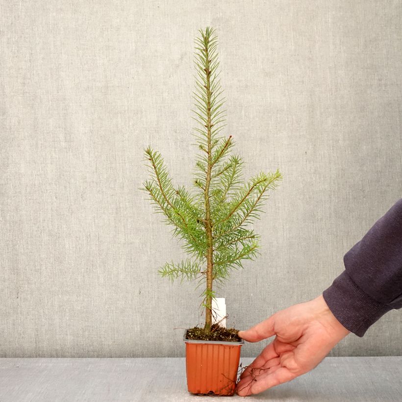Pseudotsuga menziesii - Douglas Fir 8/9 cm pot sample as delivered in spring