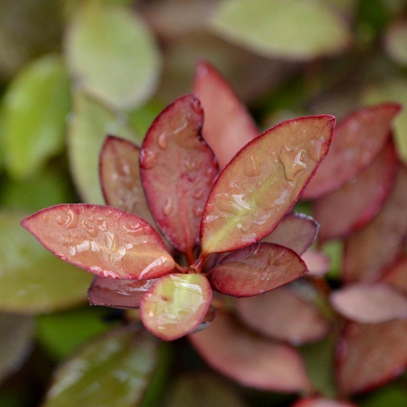 Pseudowintera colorata (Foliage)
