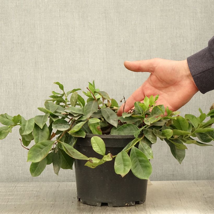 Psidium cattleianum (cattleyanum) Sabine  2L/3L pot sample as delivered in spring