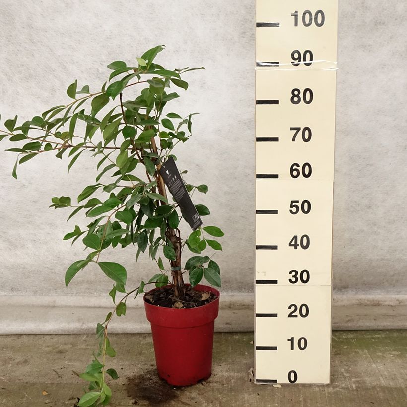 Psidium cattleianum (cattleyanum) Sabine  6L/7L pot sample as delivered in autumn