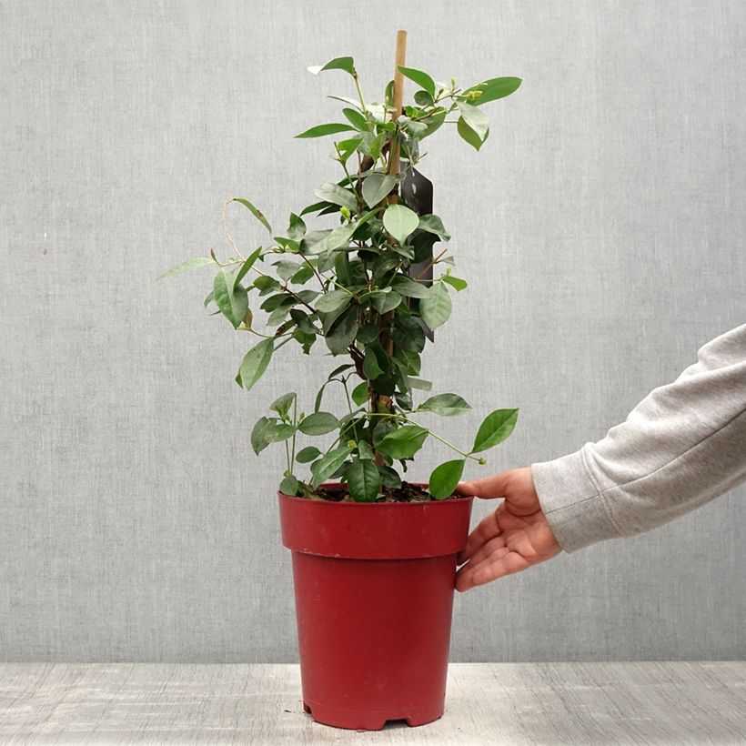 Psidium cattleianum (cattleyanum) Sabine  6L/7L pot sample as delivered in spring