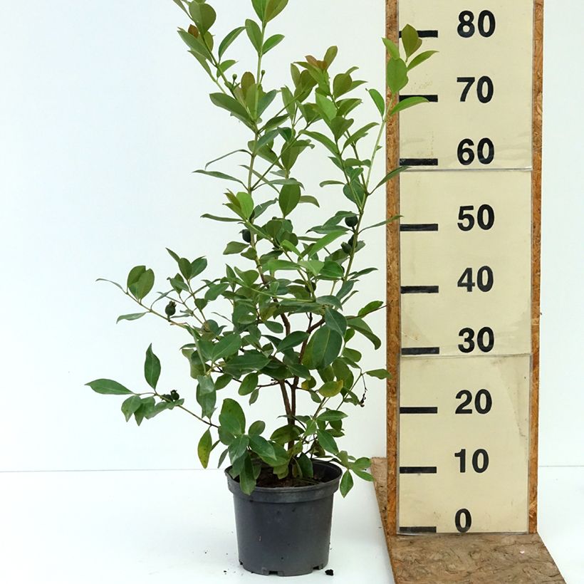 Psidium cattleianum lucidum - Goyavier de Chine à fruits jaunes Pot de 3L/4L sample as delivered in summer