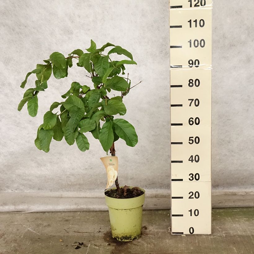 Psidium guajava Limon 6L/7L pot sample as delivered in autumn
