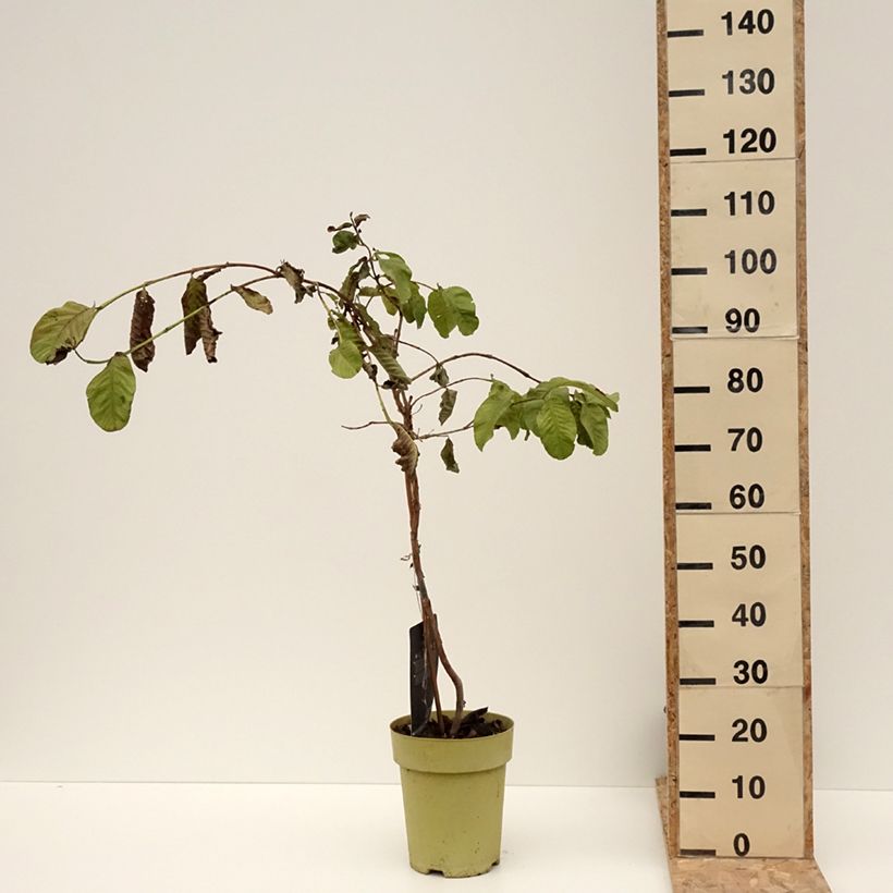 Psidium guajava Limon 6L/7L pot sample as delivered in winter