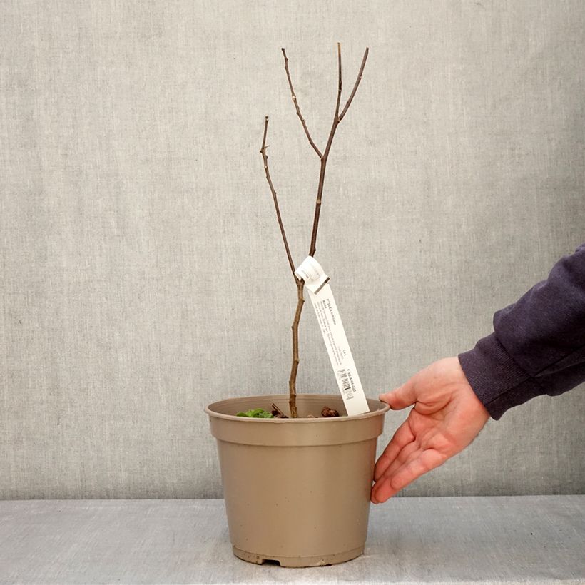 Ptelea trifoliata Aurea - Hoptree 3L/4L pot sample as delivered in spring