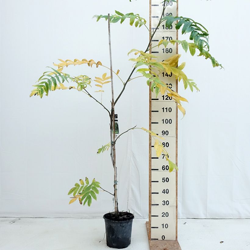 Pterocarya fraxinifolia - Caucasian wingnut 6L/7L pot sample as delivered in autumn