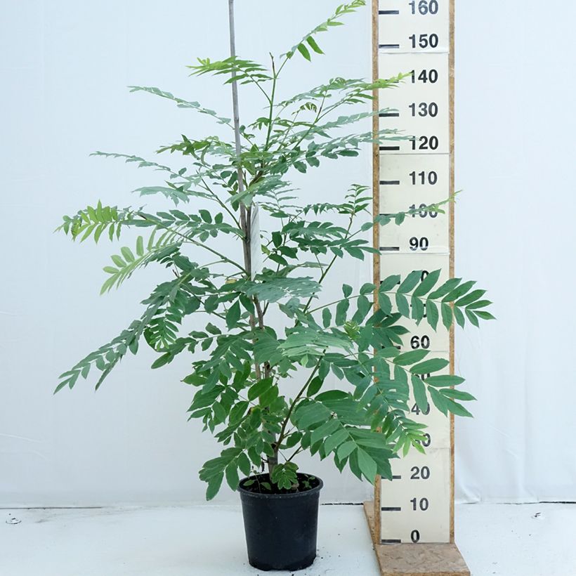 Pterocarya fraxinifolia - Caucasian wingnut 6L/7L pot sample as delivered in summer