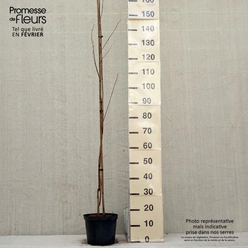 Pterostyrax corymbosa 3L/4L pot sample as delivered in winter