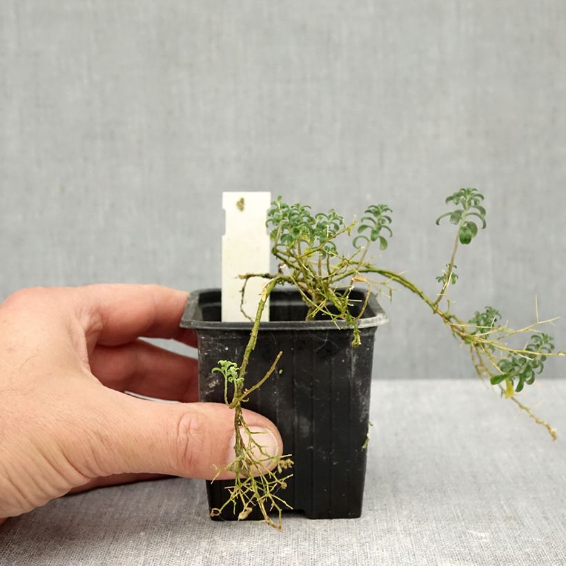 Ptilotrichum spinosum Rubrum 8/9 cm pot sample as delivered in autumn