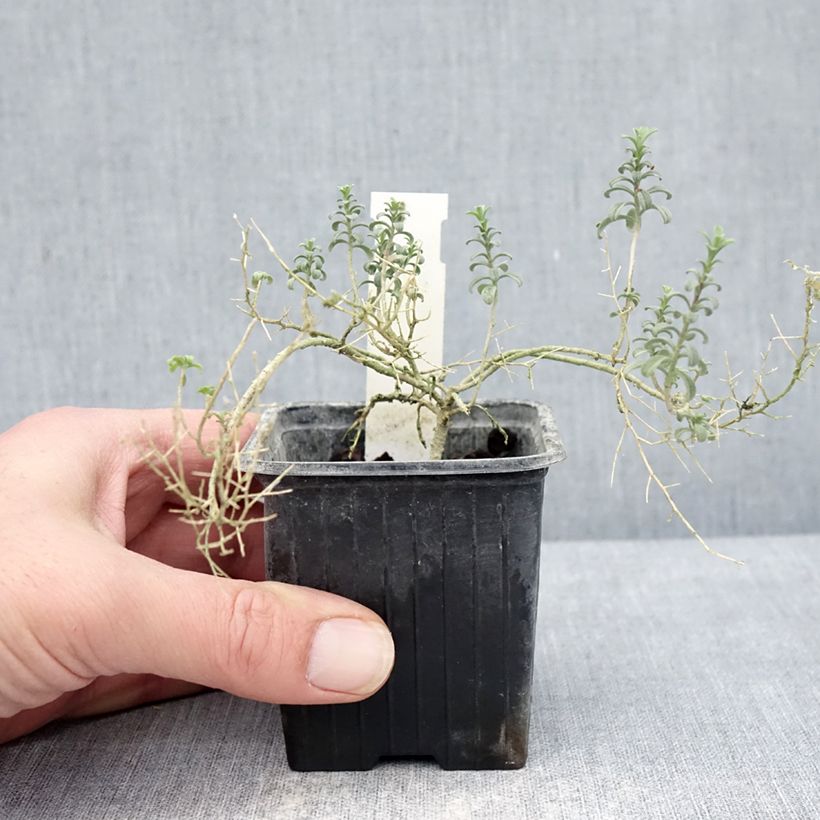 Ptilotrichum spinosum Rubrum 8/9 cm pot sample as delivered in winter