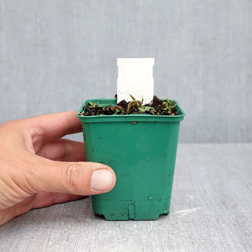 Pulmonaria Blue Ensign - Lungwort 8/9 cm pot sample as delivered in autumn