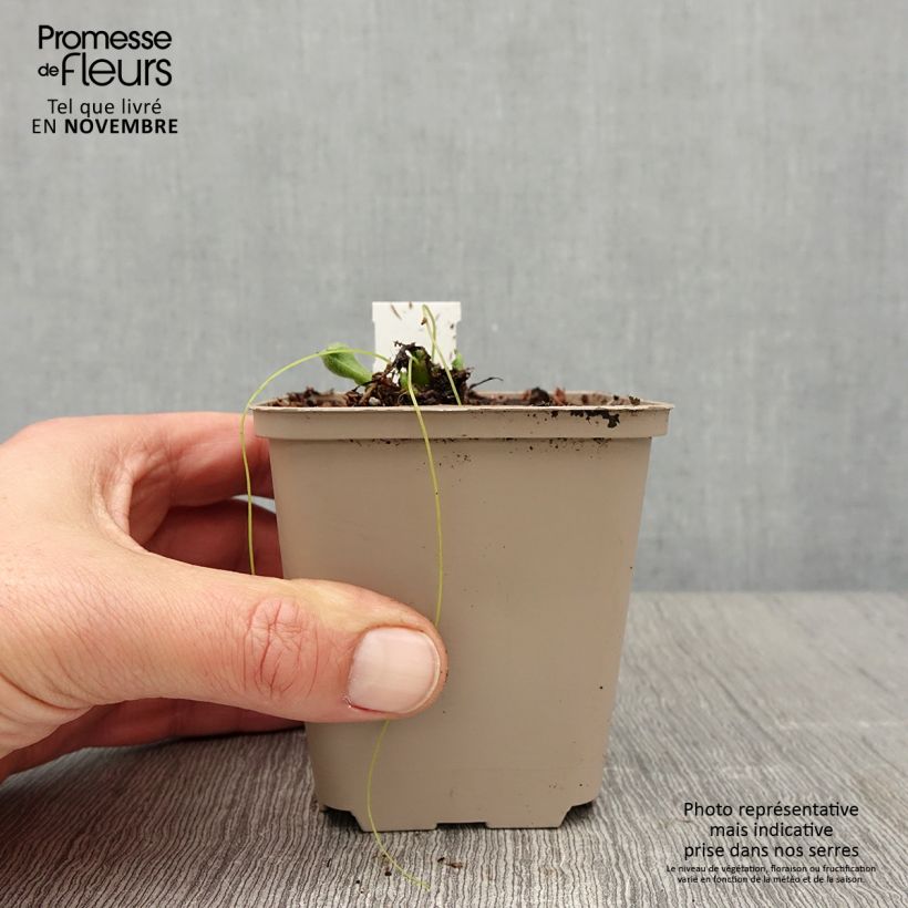 Pulmonaria Twinkle Toes - Lungwort 8/9 cm pot sample as delivered in autumn