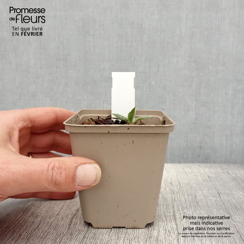 Pulmonaria Twinkle Toes - Lungwort 8/9 cm pot sample as delivered in winter