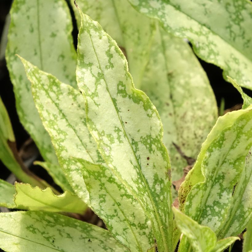 Pulmonaria saccharata Silver Bouquet - Lungwort (Foliage)