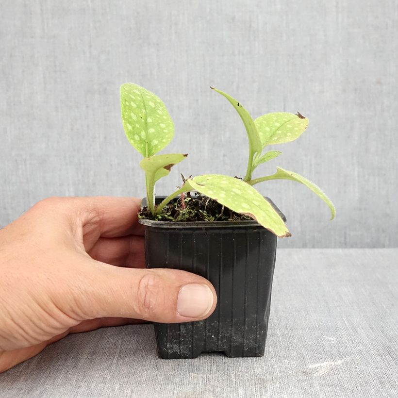 Pulmonaria saccharata Dora Bielefeld - Lungwort 8/9 cm pot sample as delivered in autumn