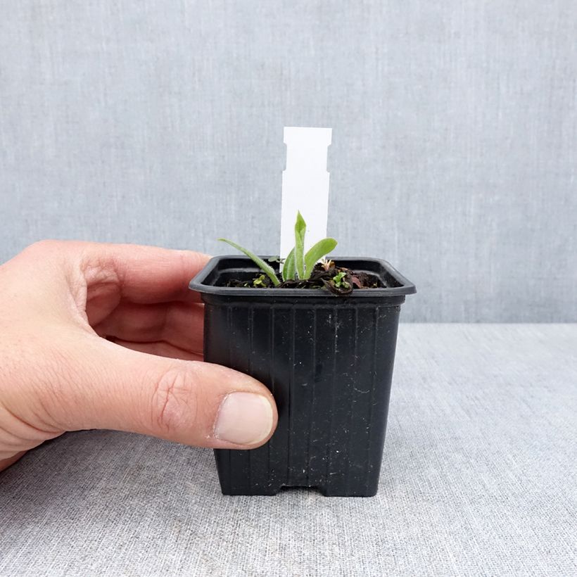 Pulmonaria saccharata Dora Bielefeld - Lungwort 8/9 cm pot sample as delivered in spring