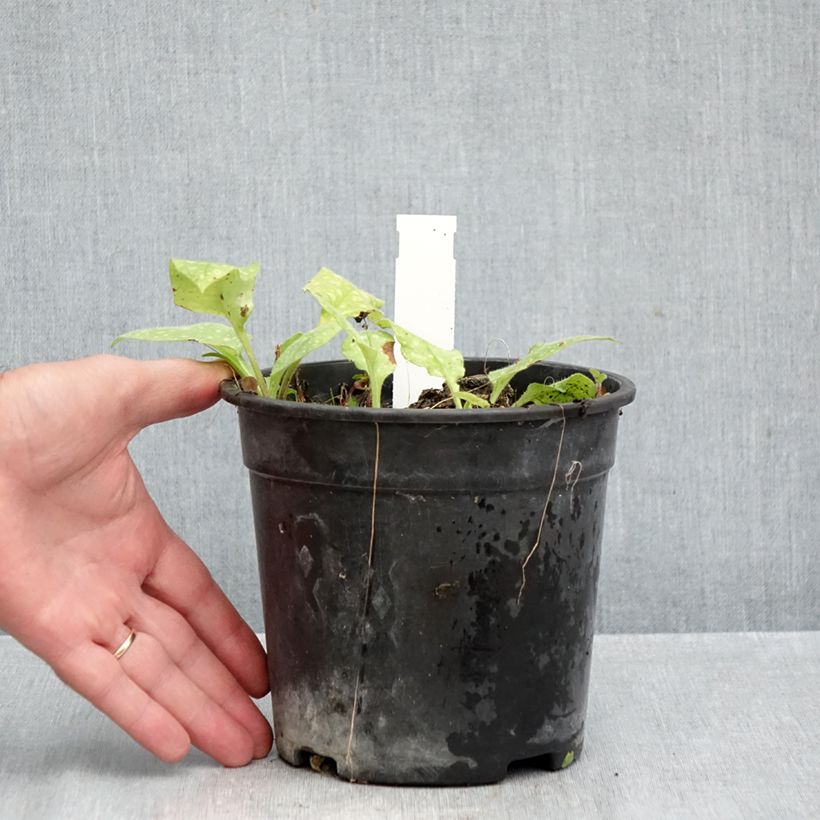 Pulmonaria saccharata Mrs Moon - Lungwort 2L/3L pot sample as delivered in autumn