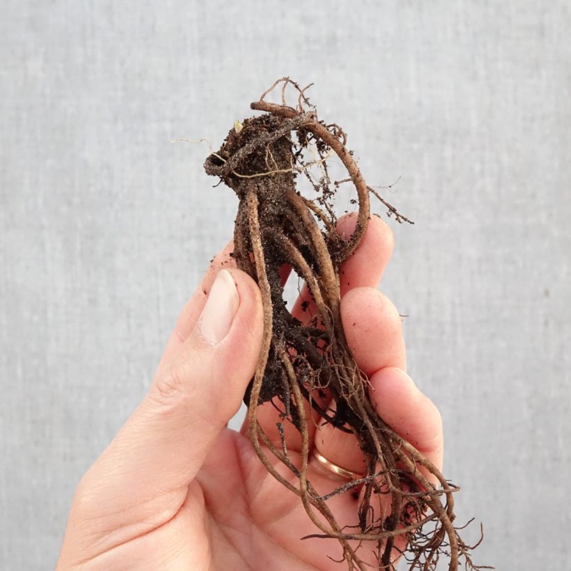 Pulmonaria saccharata Mrs Moon - Lungwort Bare root sample as delivered in winter