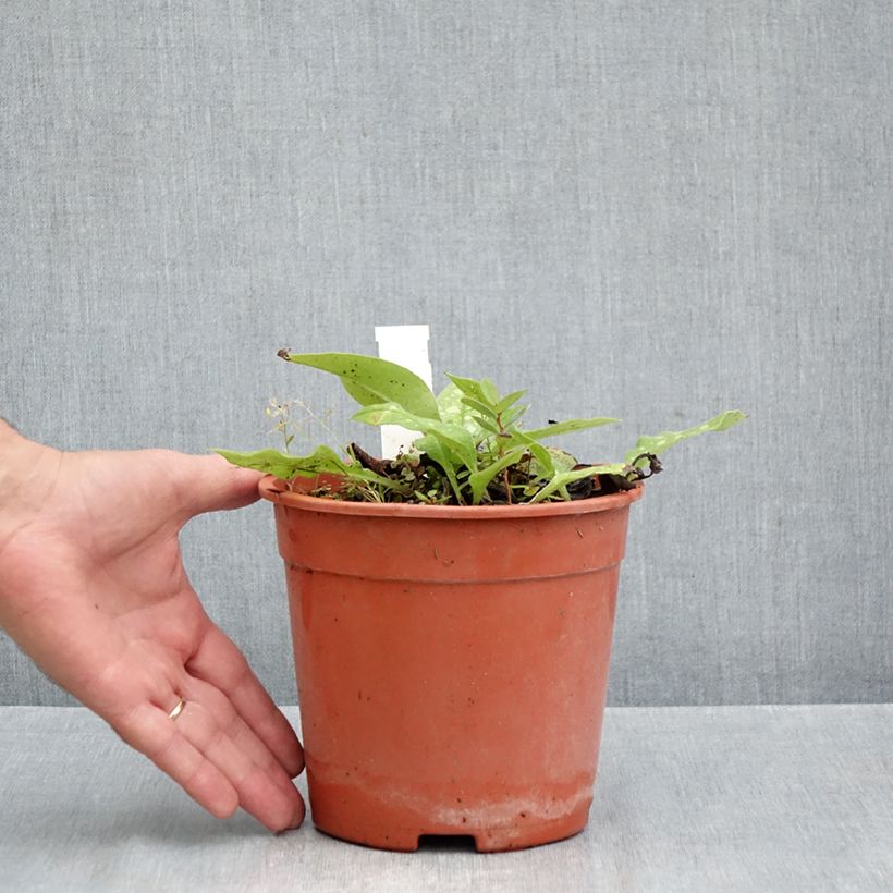 Pulmonaria Trevi Fountain - Lungwort 2L/3L pot sample as delivered in autumn