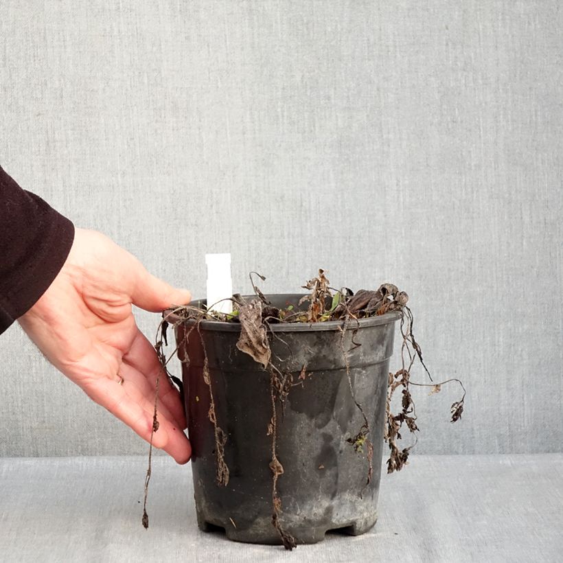 Pulmonaria Trevi Fountain - Lungwort 2L/3L pot sample as delivered in winter