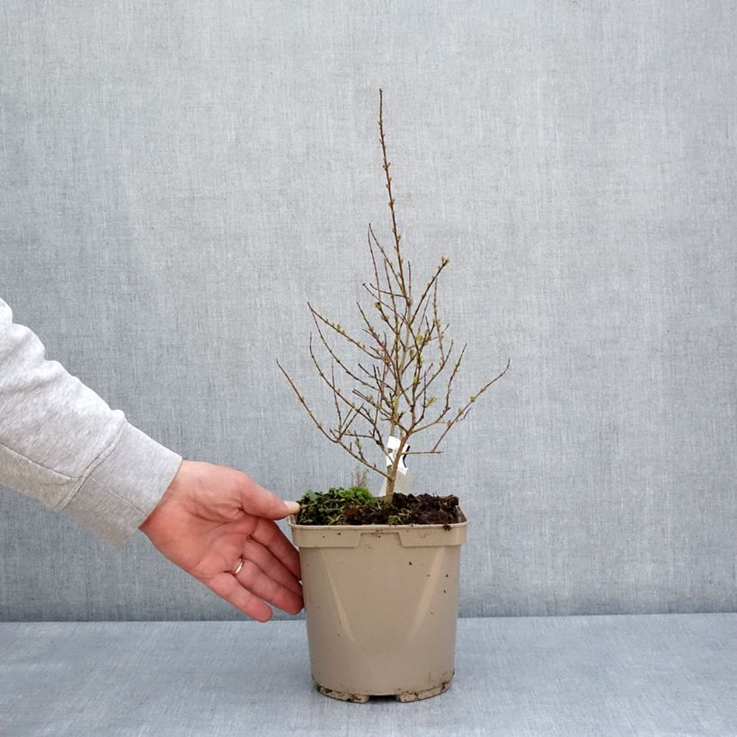 Punica granatum Nana Racemosa - Pomegranate 3L/4L pot sample as delivered in spring