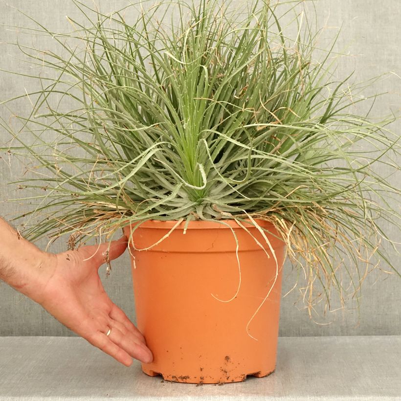 Puya coerulea 'Violacea' - Flower of the Andes, blue puya 7.5L/10L pot sample as delivered in summer