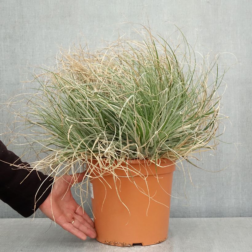 Puya coerulea Violacea - Blue puya 7.5L/10L pot sample as delivered in spring