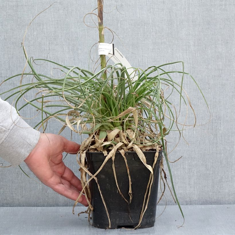 Purple Calabash Organic Tomato - Ferme de Sainte Marthe seeds 2L/3L pot sample as delivered in spring