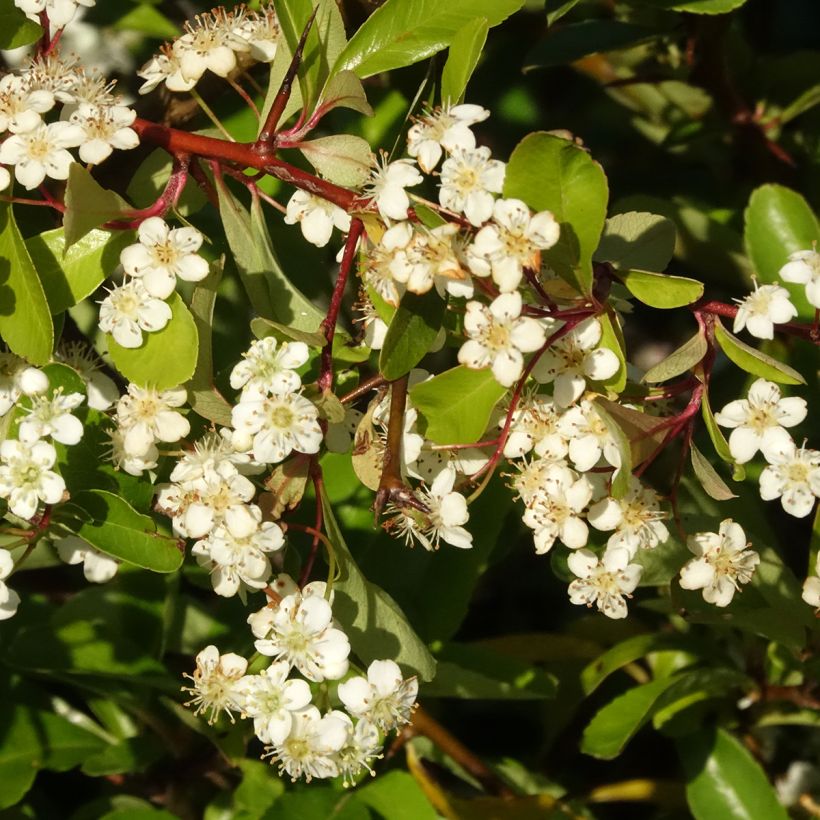 Pyracantha Orange Star (Flowering)