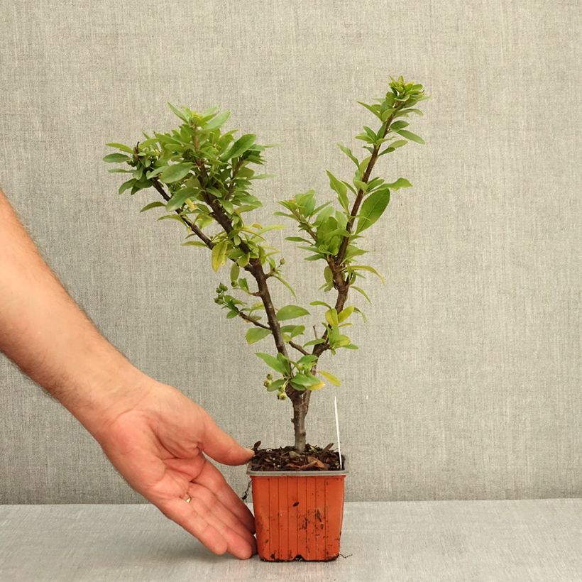Pyracantha Orange Star 8/9 cm pot sample as delivered in summer