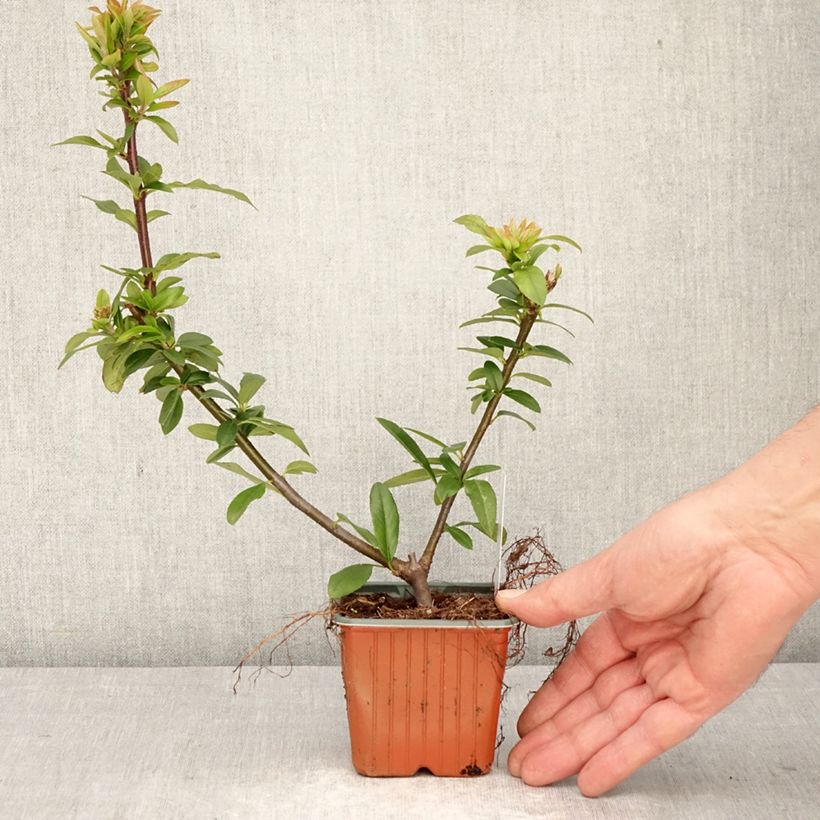 Pyracantha Orange Star 8/9 cm pot sample as delivered in spring